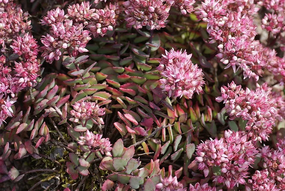 Kínai varjúháj / Sedum tatarinowii