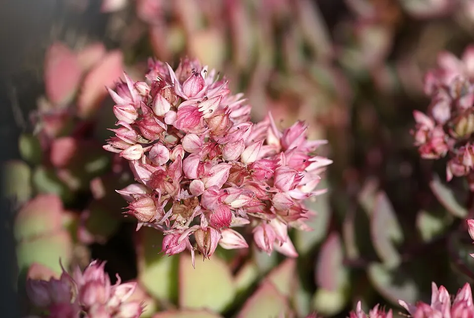 Kínai varjúháj / Sedum tatarinowii