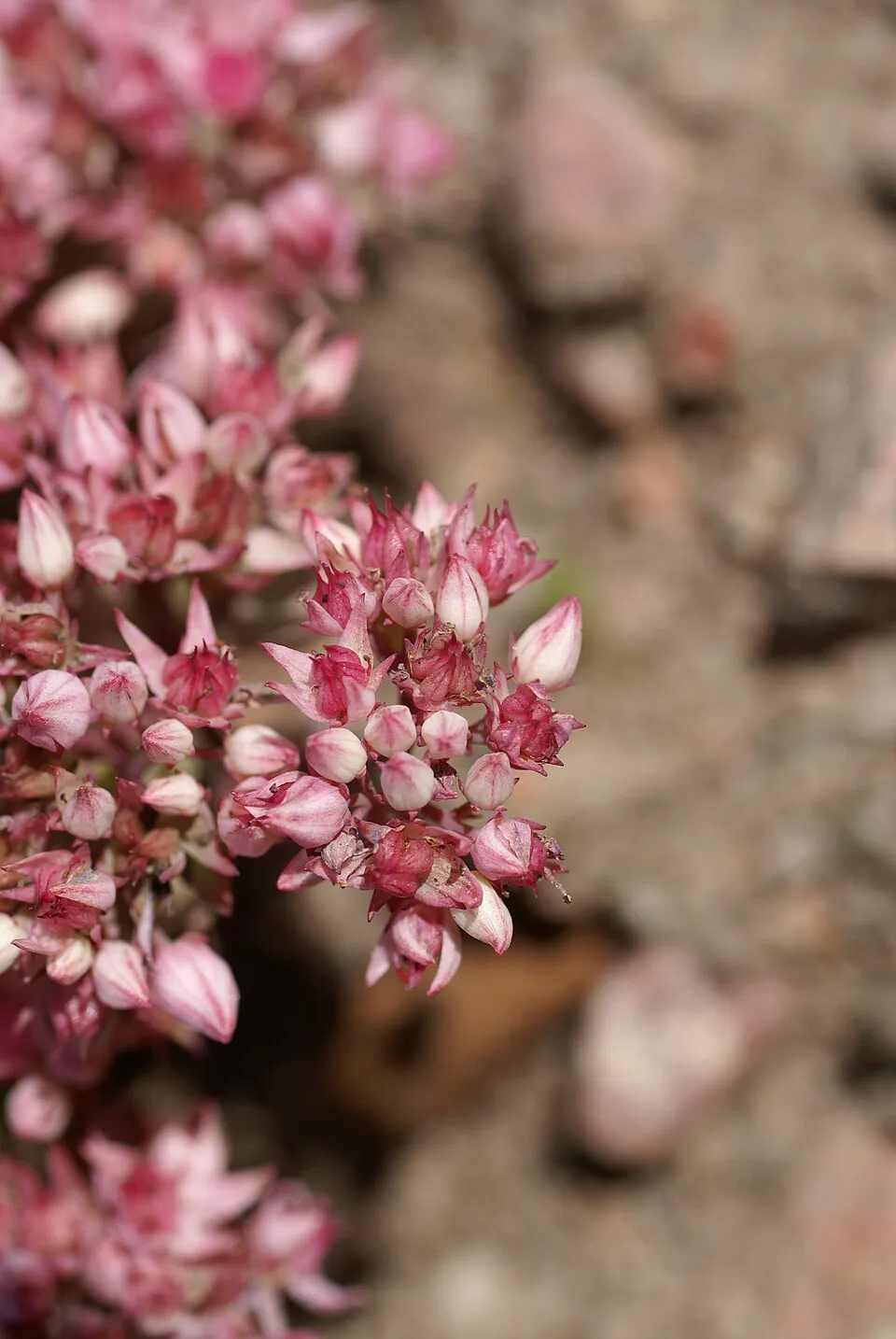 Kínai varjúháj / Sedum tatarinowii