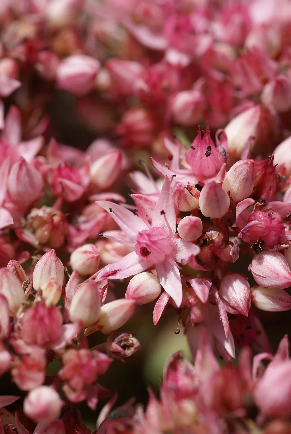 Kínai varjúháj / Sedum tatarinowii
