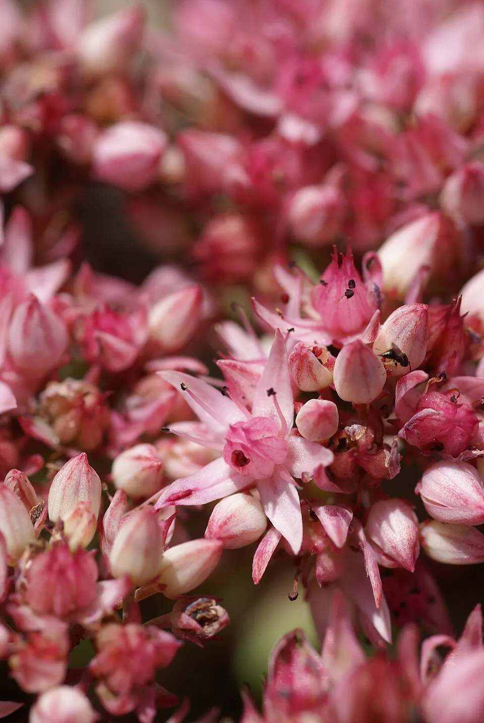 Kínai varjúháj / Sedum tatarinowii
