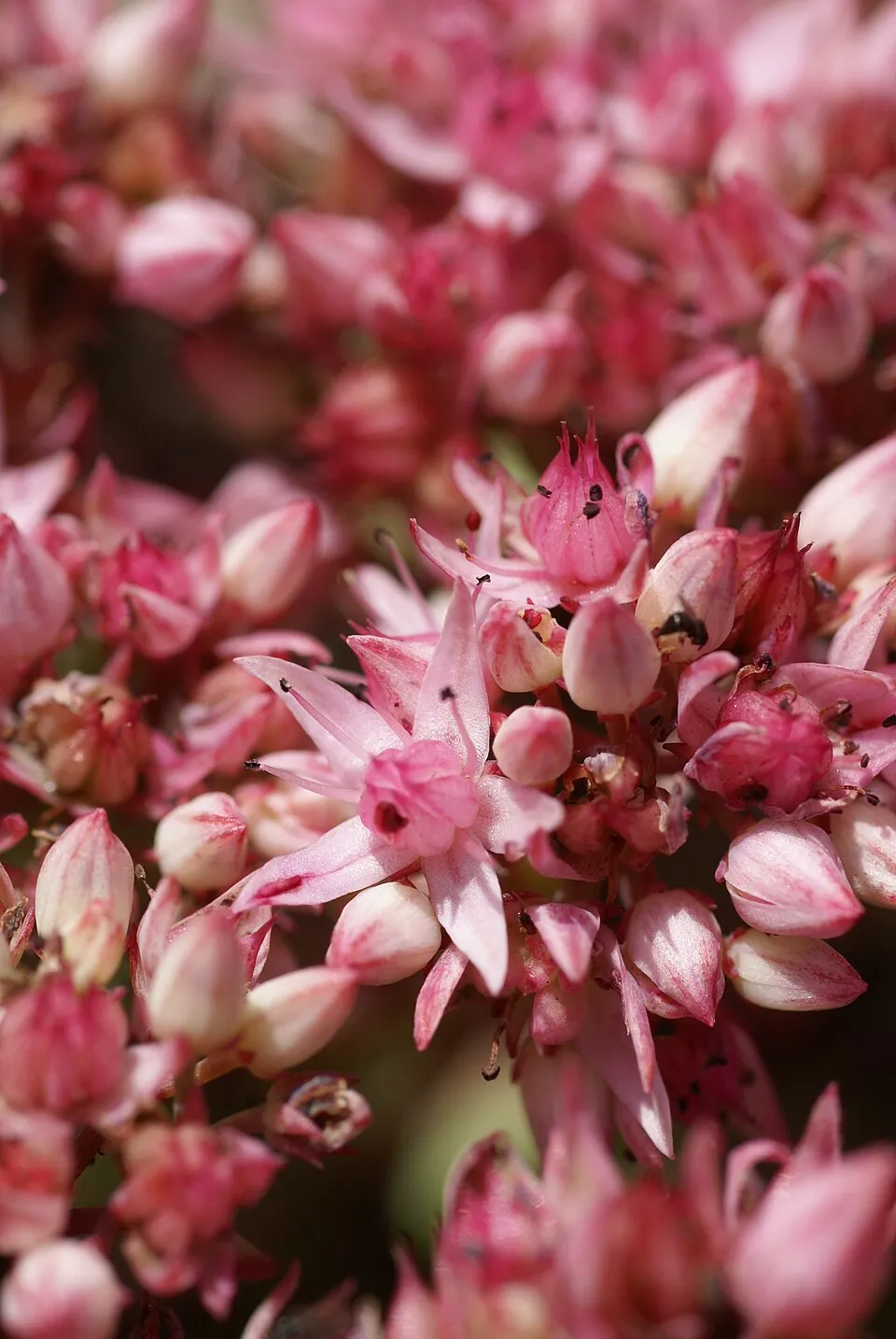 Kínai varjúháj / Sedum tatarinowii