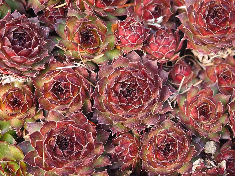 Kövirózsa / Sempervivum 'Reinhardt'