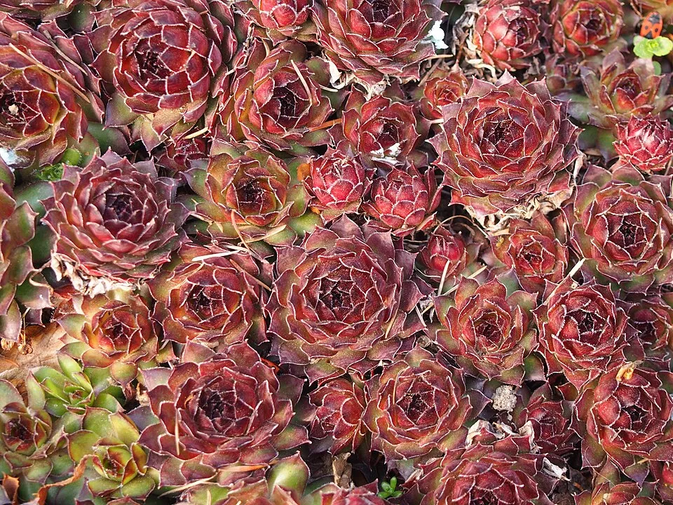 Kövirózsa / Sempervivum 'Reinhardt'