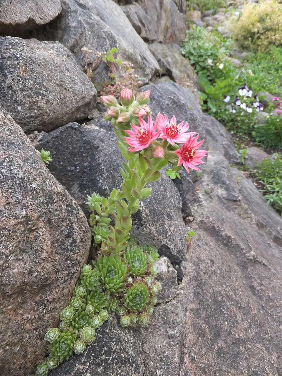 Kövirózsa / Sempervivum 'Reinhardt'