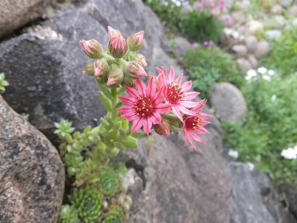 Kövirózsa / Sempervivum 'Reinhardt'