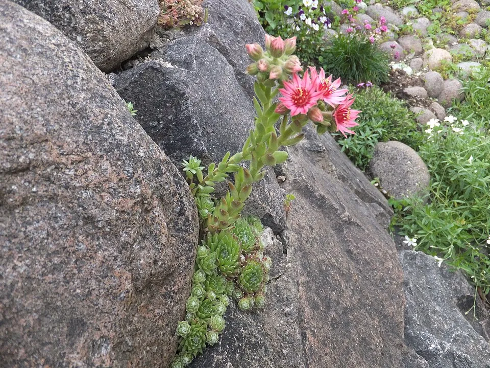 Kövirózsa / Sempervivum 'Reinhardt'