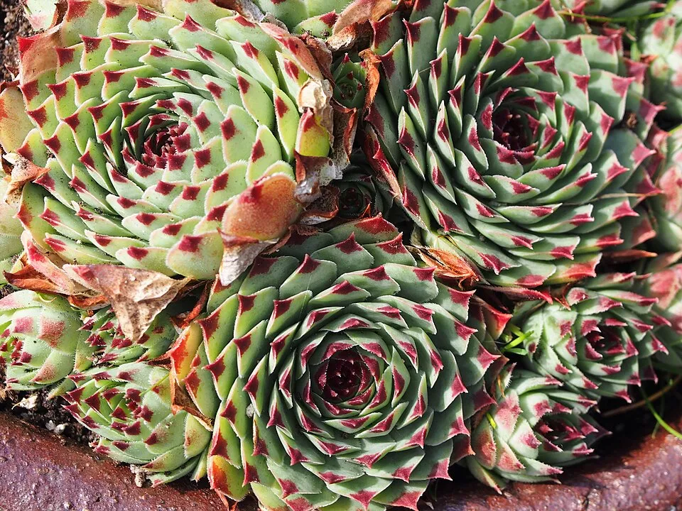 Kövirózsa / Sempervivum 'Voodoo'