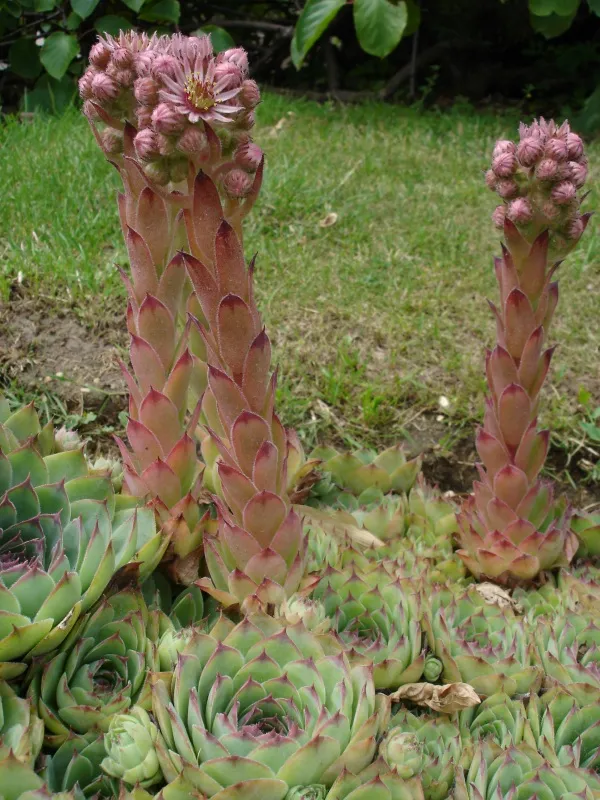 Kövirózsa / Sempervivum 'Voodoo'