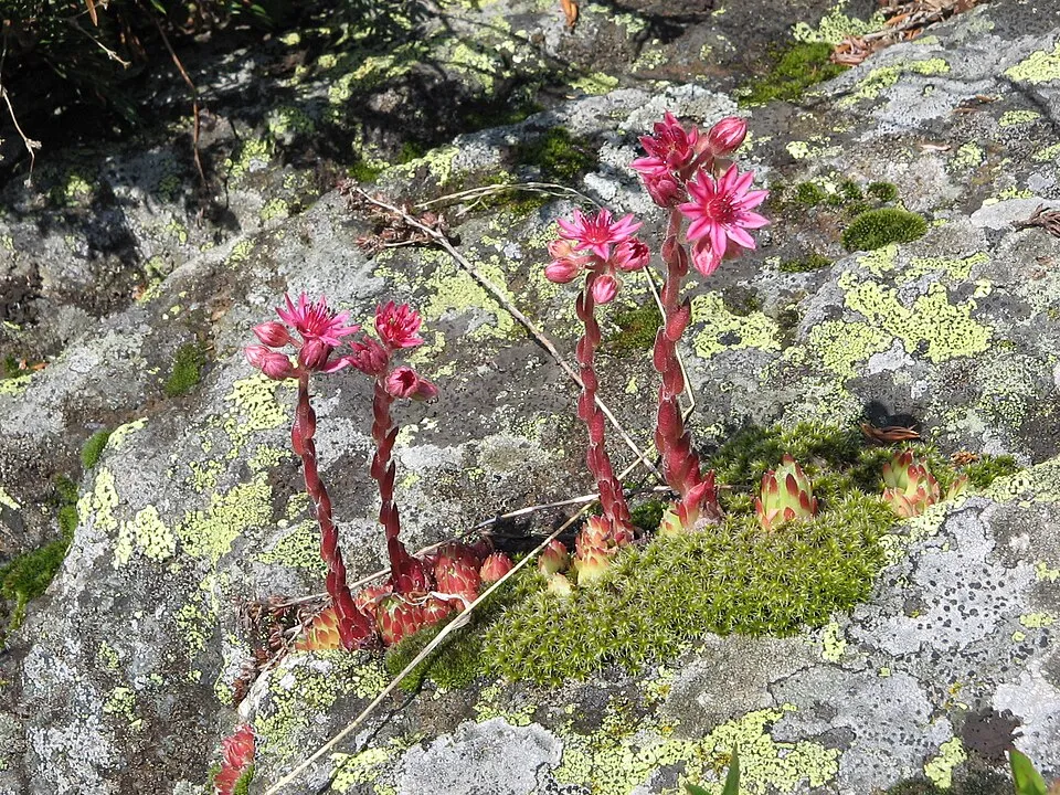 Kövirózsa / Sempervivum 'Voodoo'