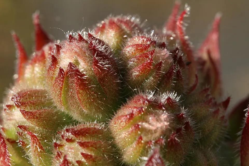 Kövirózsa / Sempervivum 'Voodoo'