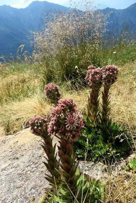 Kövirózsa / Sempervivum 'Voodoo'