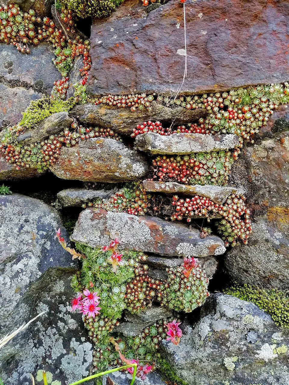 Kövirózsa / Sempervivum 'Voodoo'