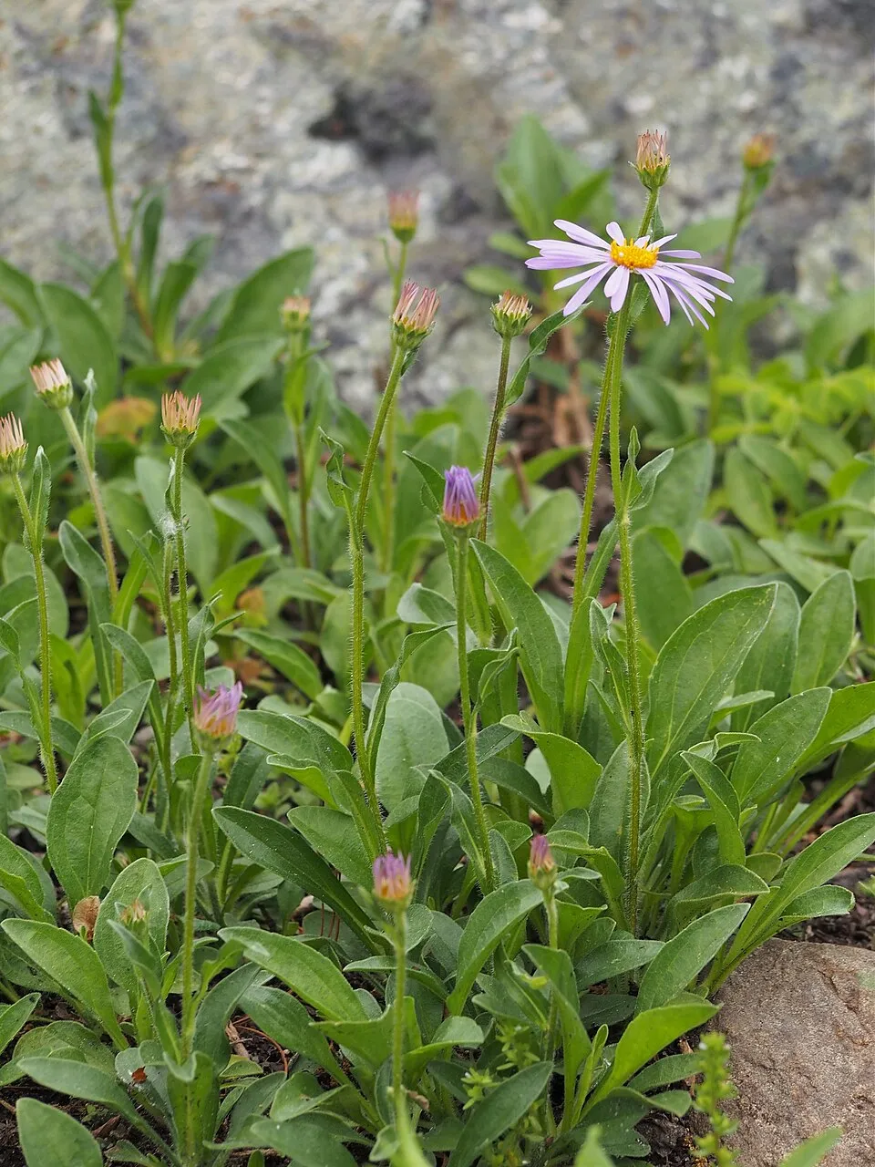 Korai őszirózsa / Aster tongolensis