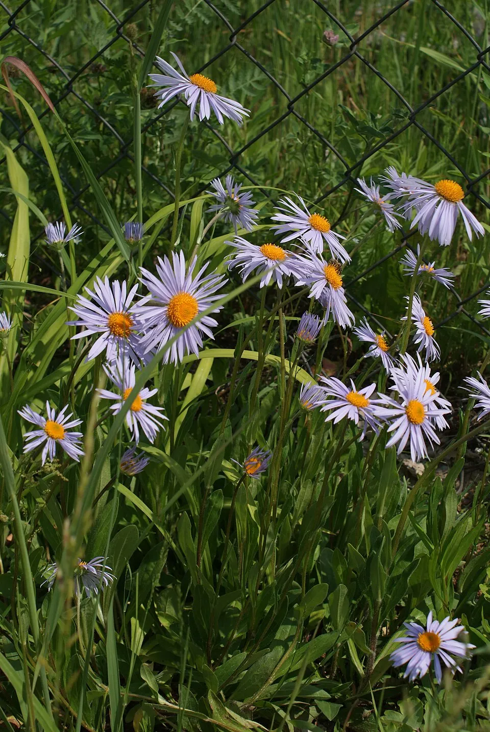Korai őszirózsa / Aster tongolensis