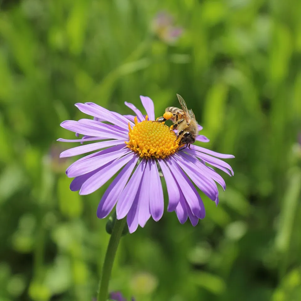 Korai őszirózsa / Aster tongolensis