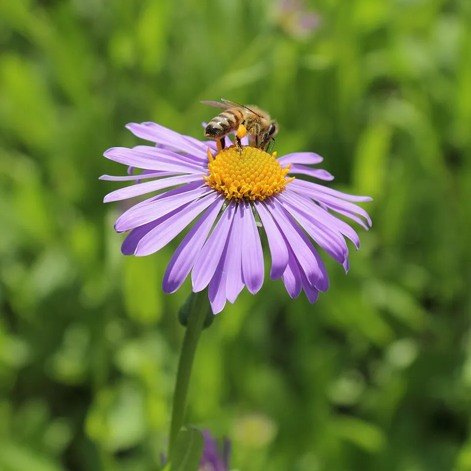 Korai őszirózsa / Aster tongolensis