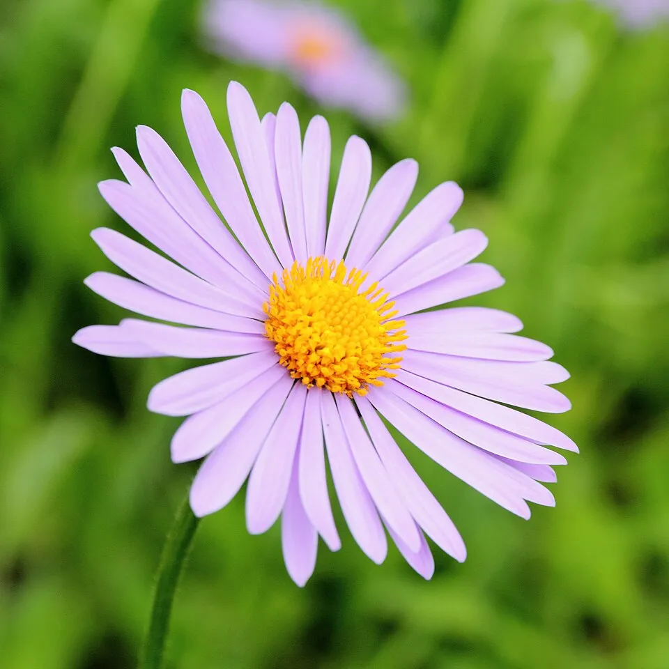 Korai őszirózsa / Aster tongolensis