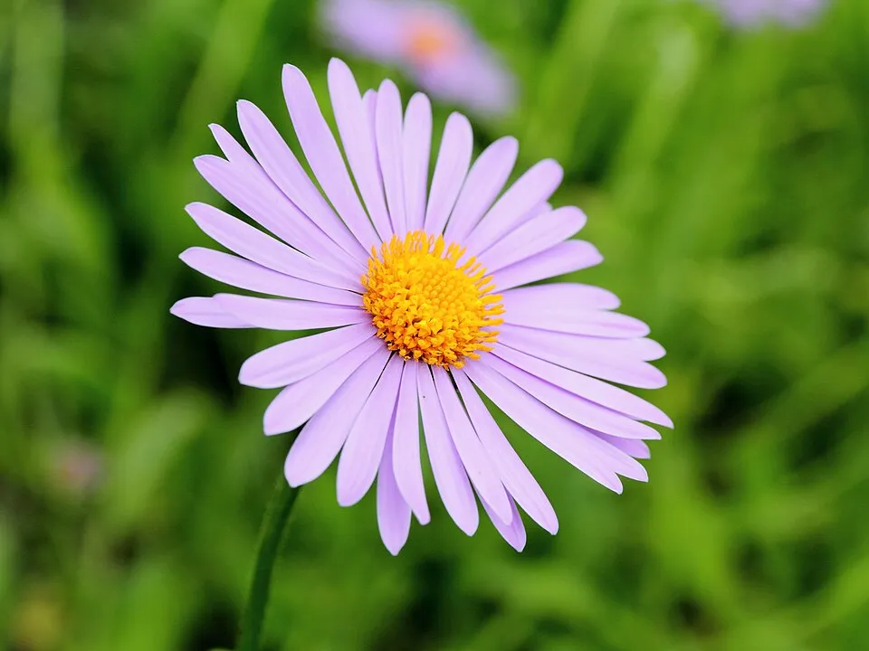 Korai őszirózsa / Aster tongolensis