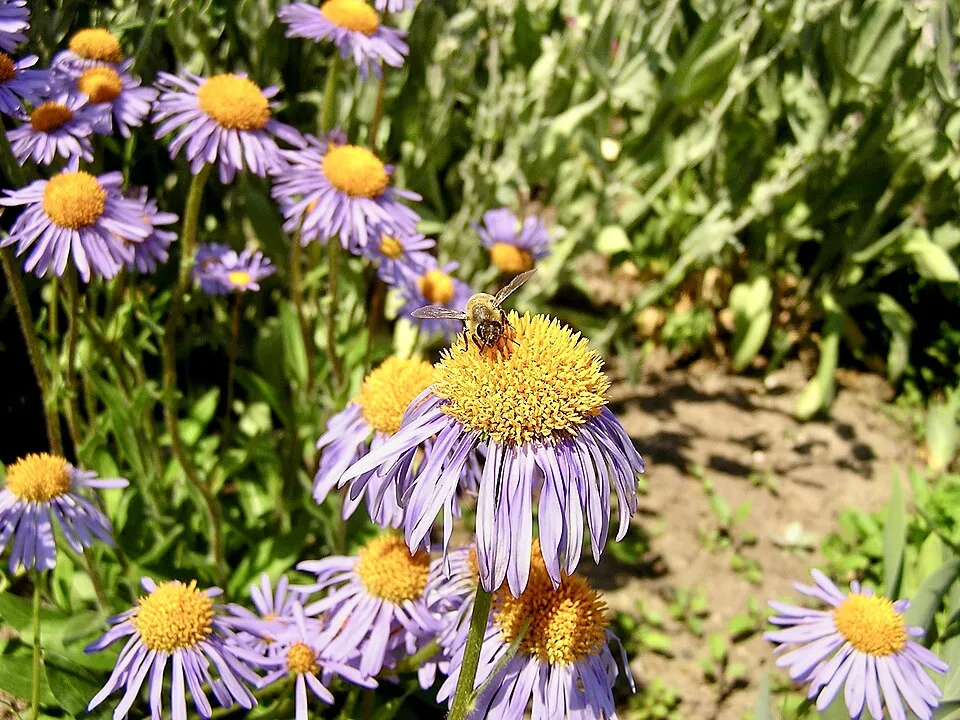Korai őszirózsa / Aster tongolensis