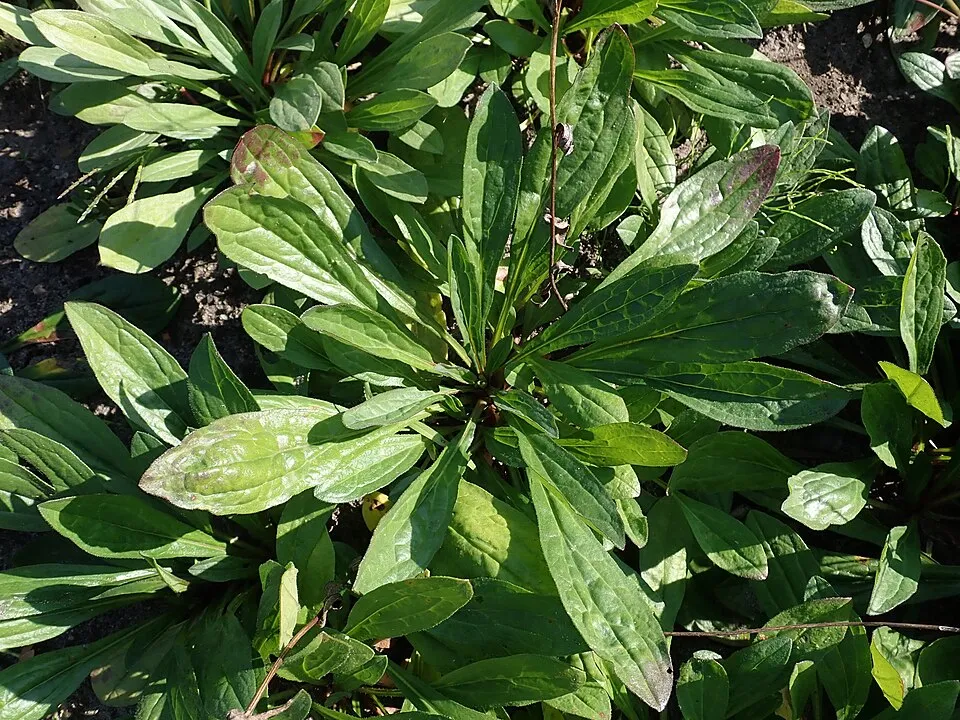Korai őszirózsa / Aster tongolensis