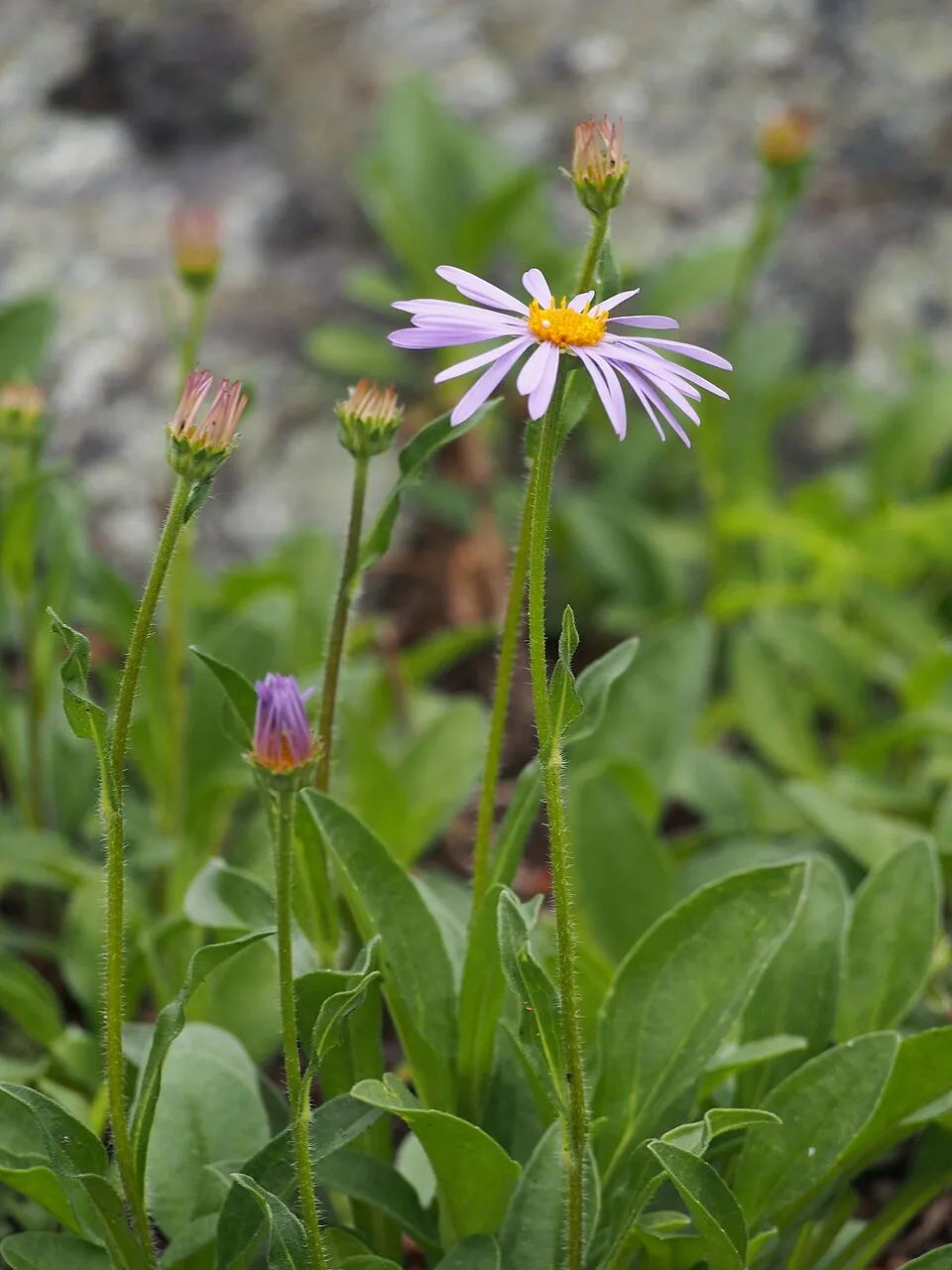 Korai őszirózsa / Aster tongolensis
