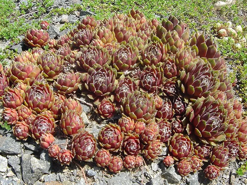 Rózsás kövirózsa / Sempervivum marmoreum 'Brunneifolium'