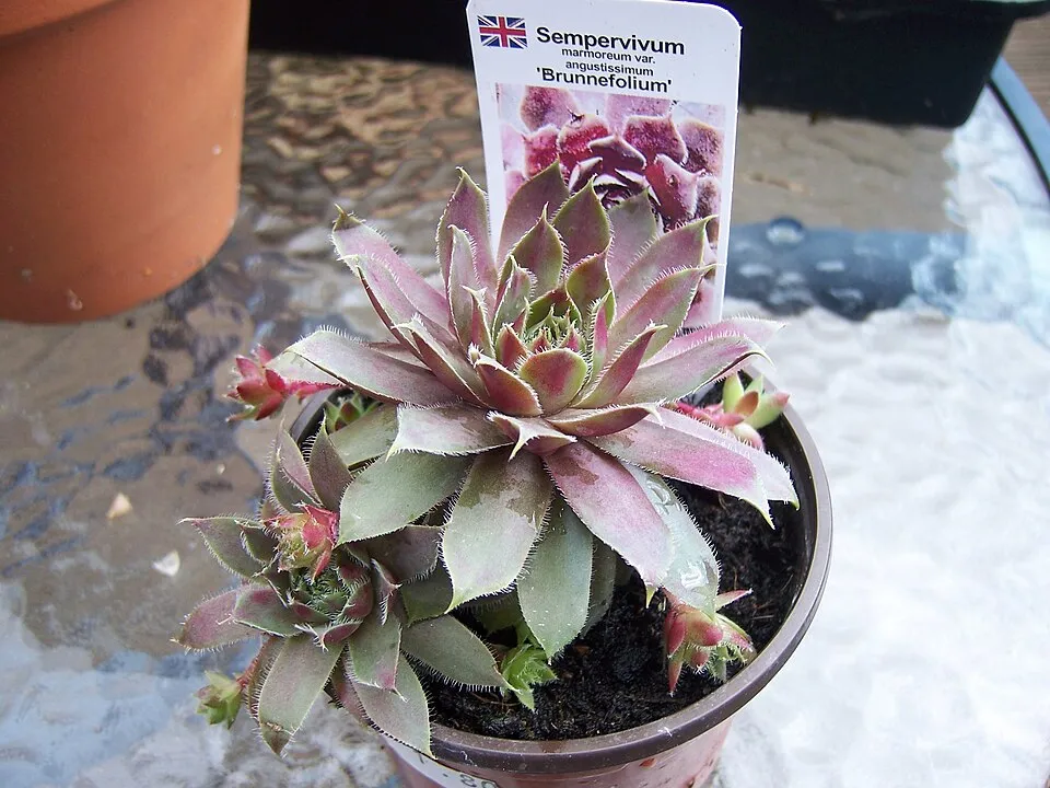 Rózsás kövirózsa / Sempervivum marmoreum 'Brunneifolium'