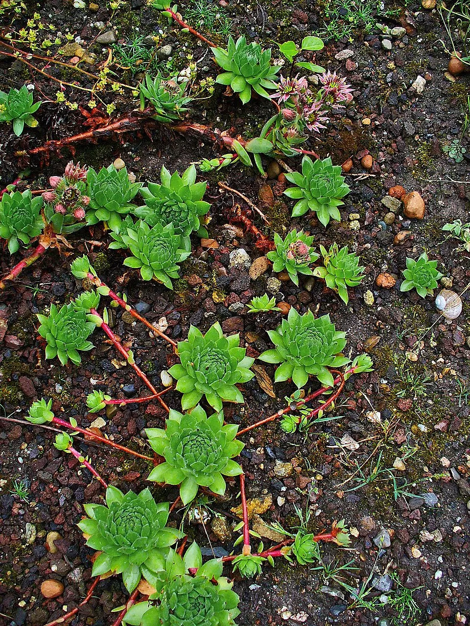 Rózsás kövirózsa / Sempervivum marmoreum 'Brunneifolium'