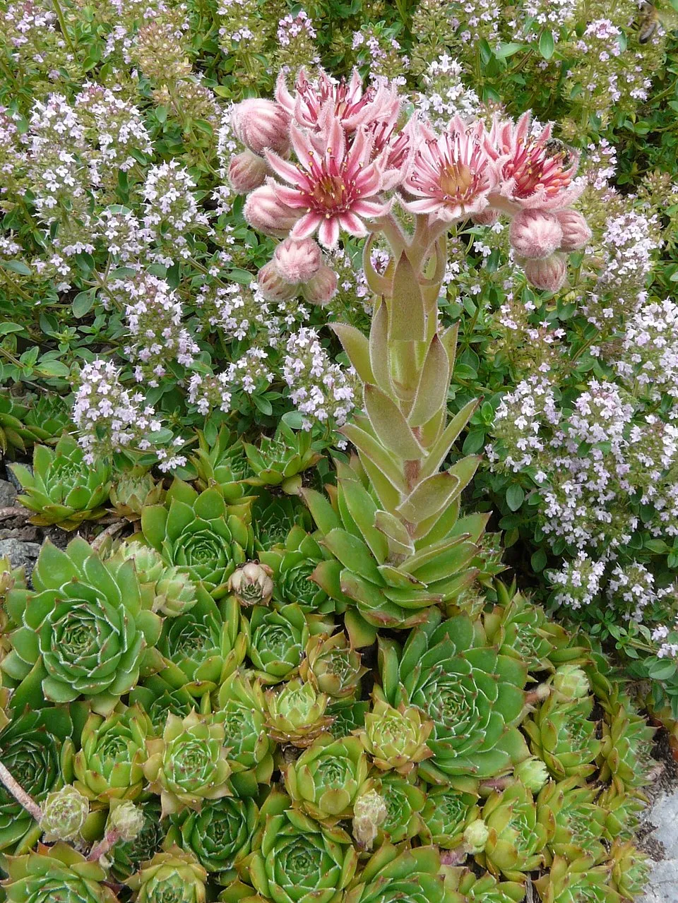 Rózsás kövirózsa / Sempervivum marmoreum 'Brunneifolium'