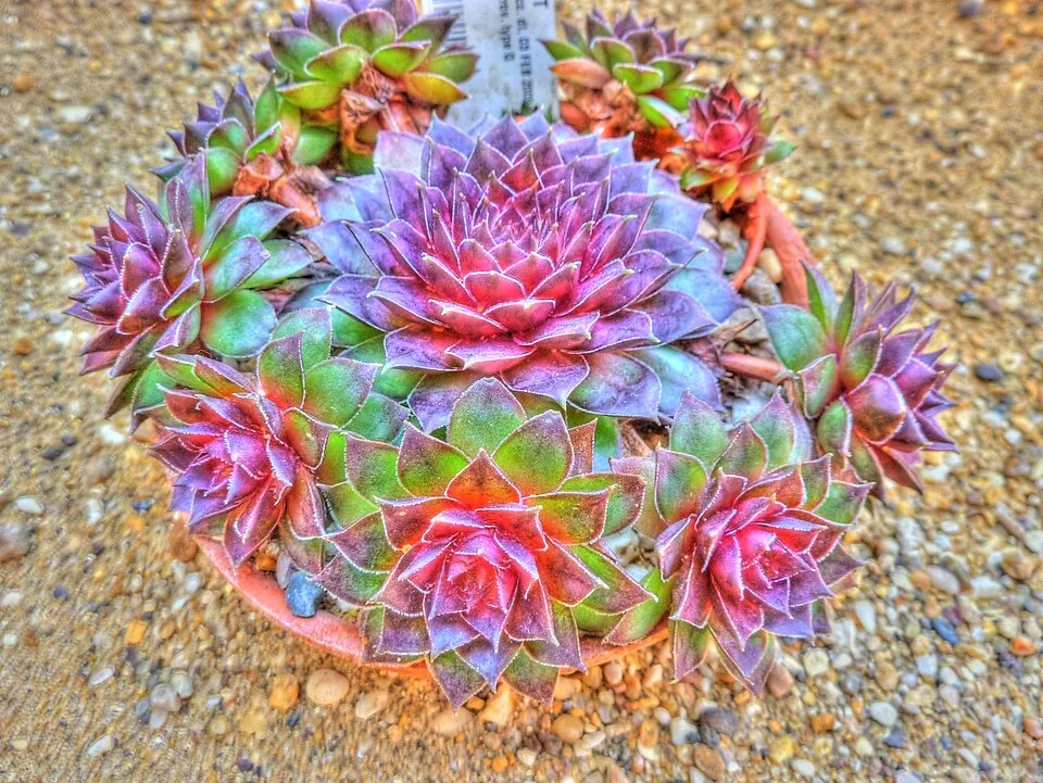 Rózsás kövirózsa / Sempervivum marmoreum 'Brunneifolium'