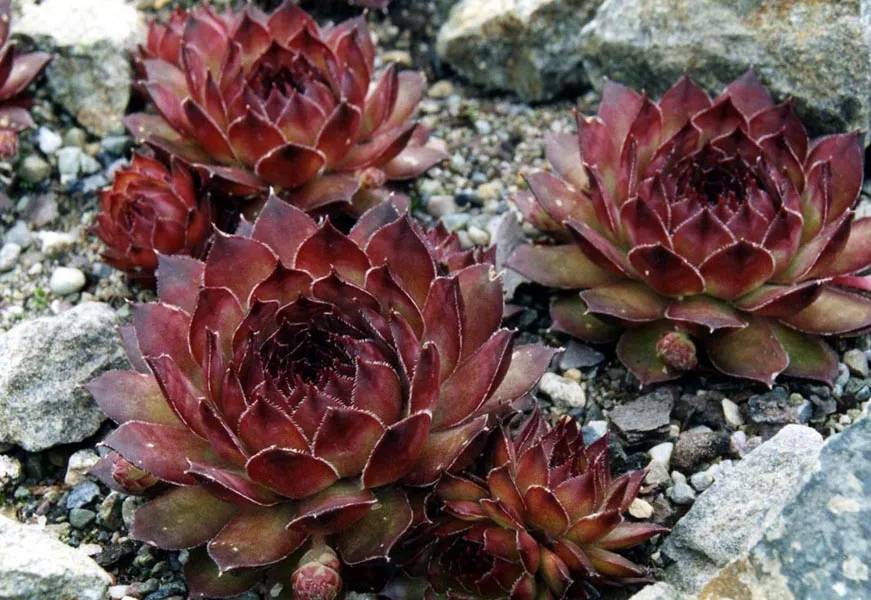 Rózsás kövirózsa / Sempervivum marmoreum 'Brunneifolium'