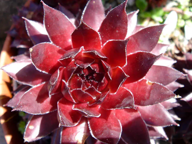 Rózsás kövirózsa / Sempervivum marmoreum 'Brunneifolium'