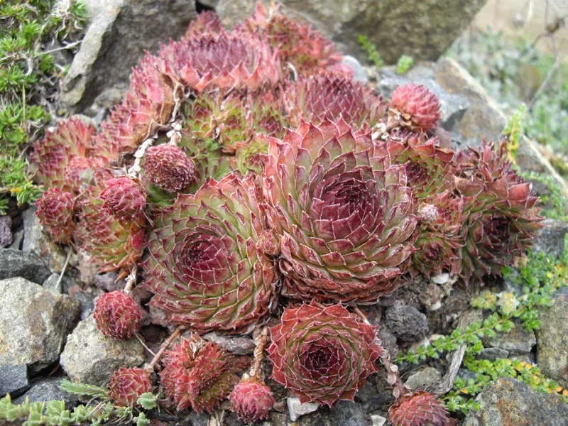 Rózsás kövirózsa / Sempervivum marmoreum 'Brunneifolium'