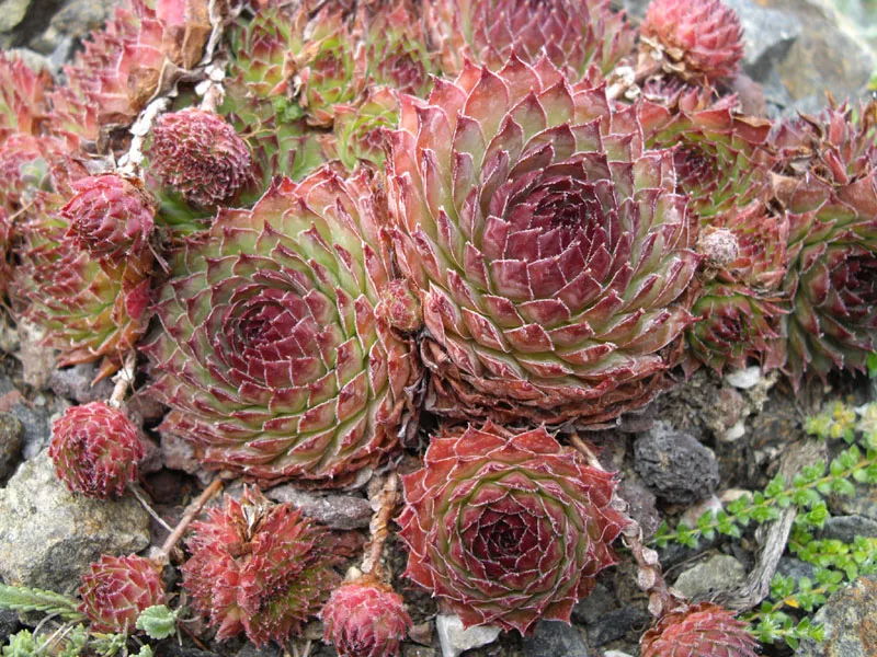 Rózsás kövirózsa / Sempervivum marmoreum 'Brunneifolium'