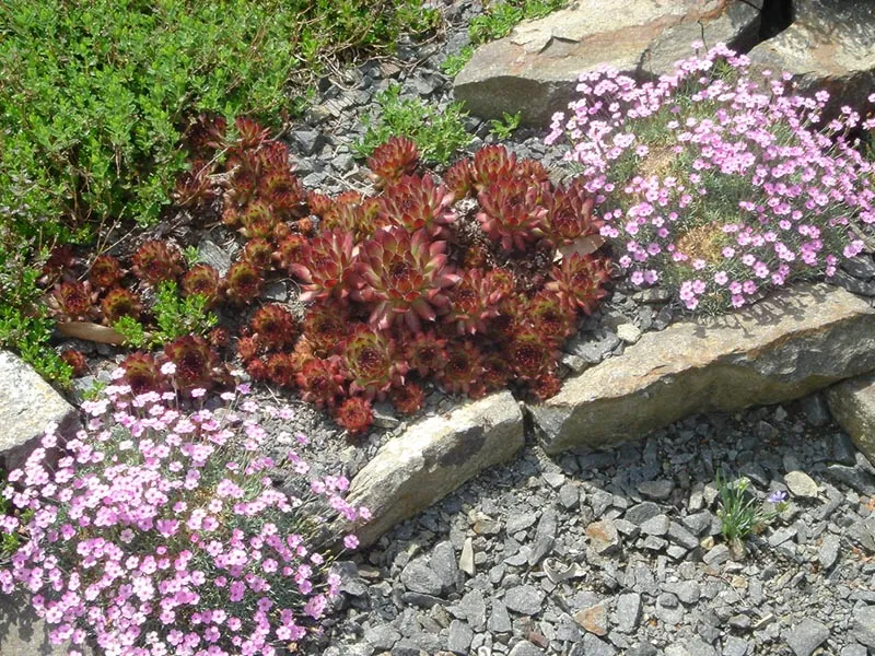 Rózsás kövirózsa / Sempervivum marmoreum 'Brunneifolium'