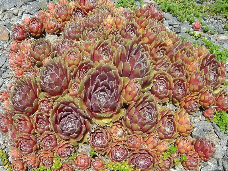 Rózsás kövirózsa / Sempervivum marmoreum 'Brunneifolium'