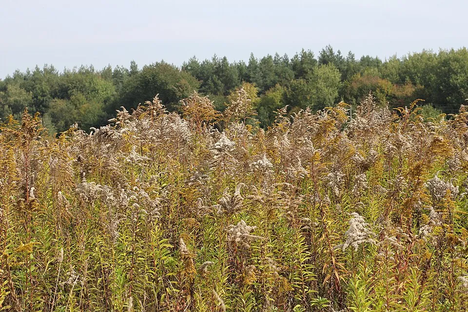 Kanadai aranyvessző / Solidago canadensis 'Sweety'