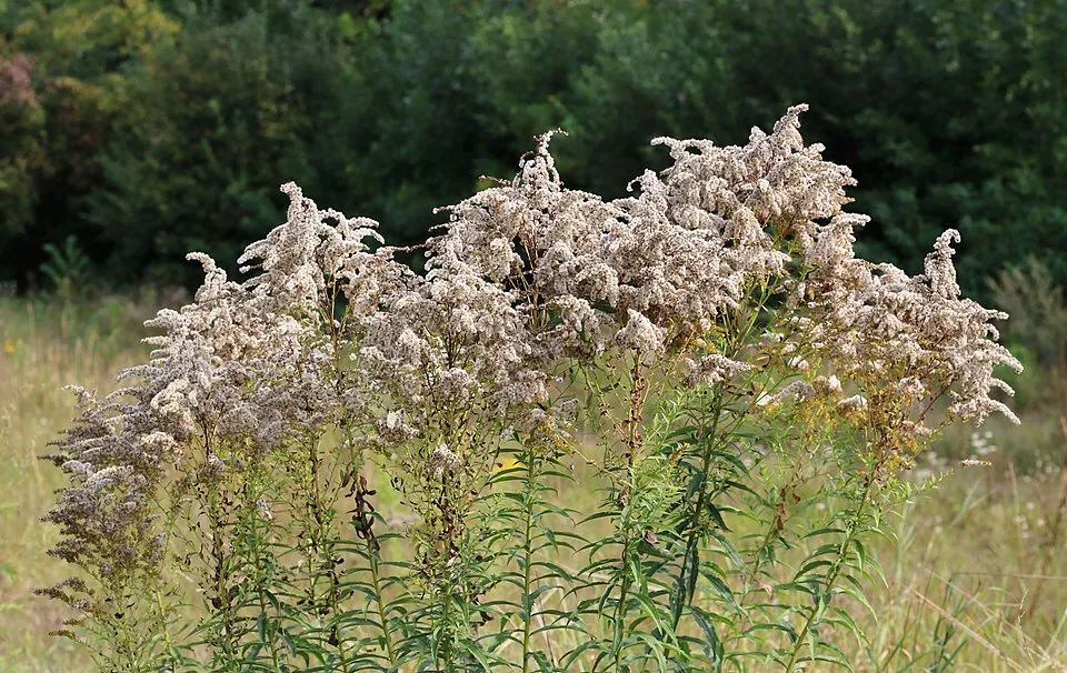Kanadai aranyvessző / Solidago canadensis 'Sweety'