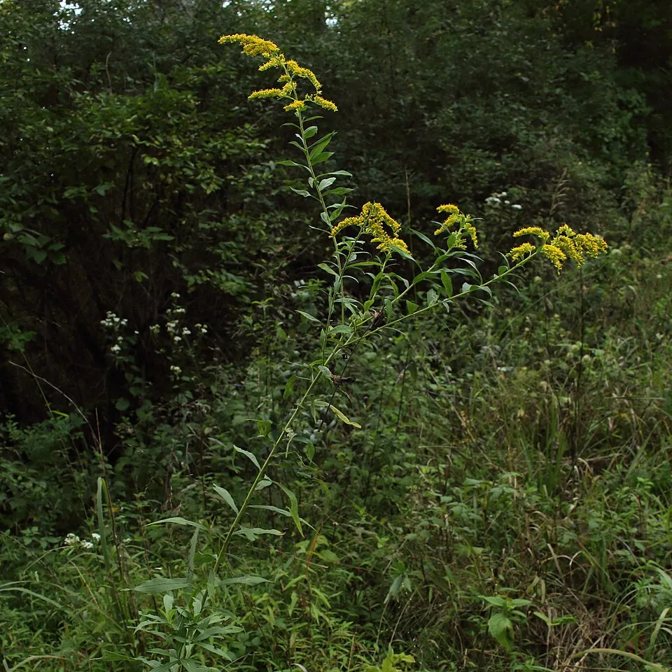 Kanadai aranyvessző / Solidago canadensis 'Sweety'