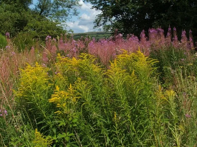 Kanadai aranyvessző / Solidago canadensis 'Sweety'