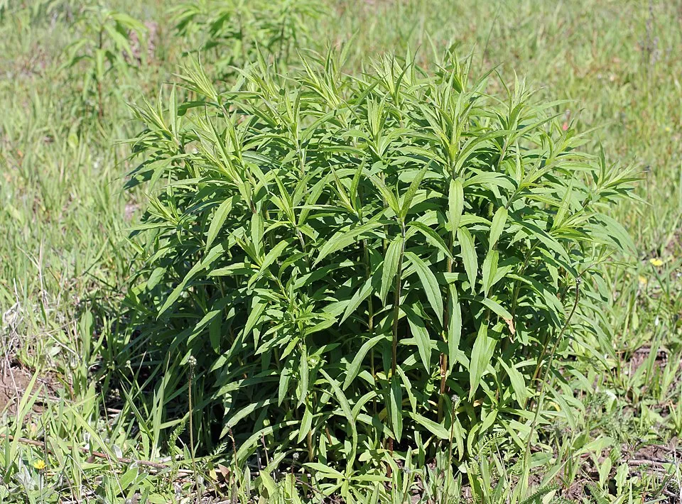 Kanadai aranyvessző / Solidago canadensis 'Sweety'