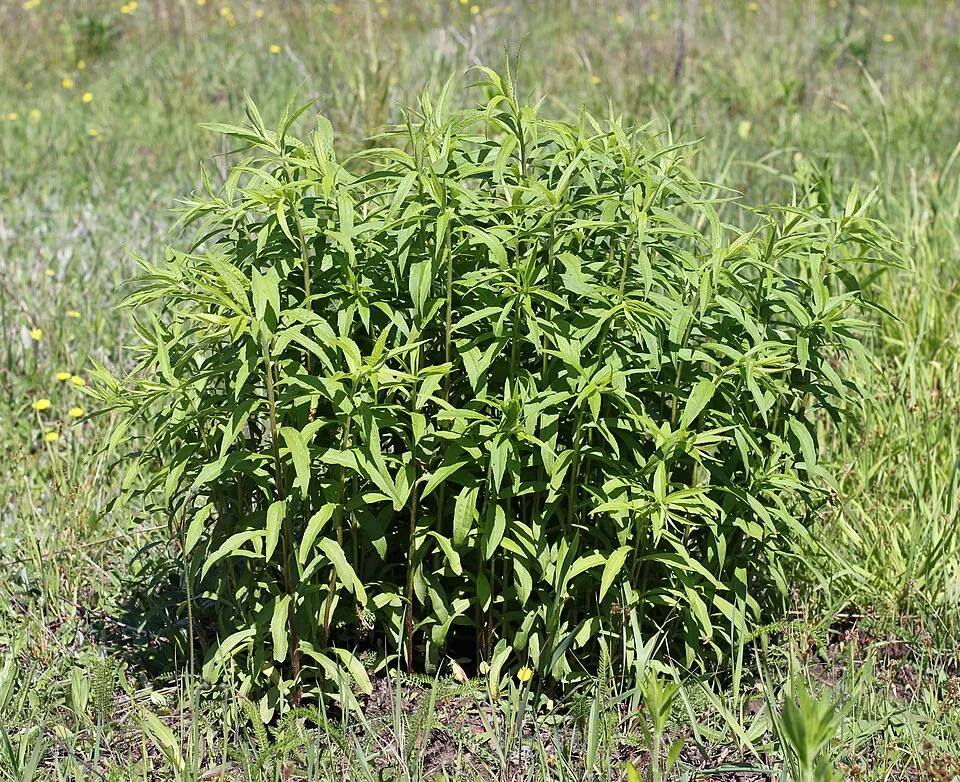Kanadai aranyvessző / Solidago canadensis 'Sweety'