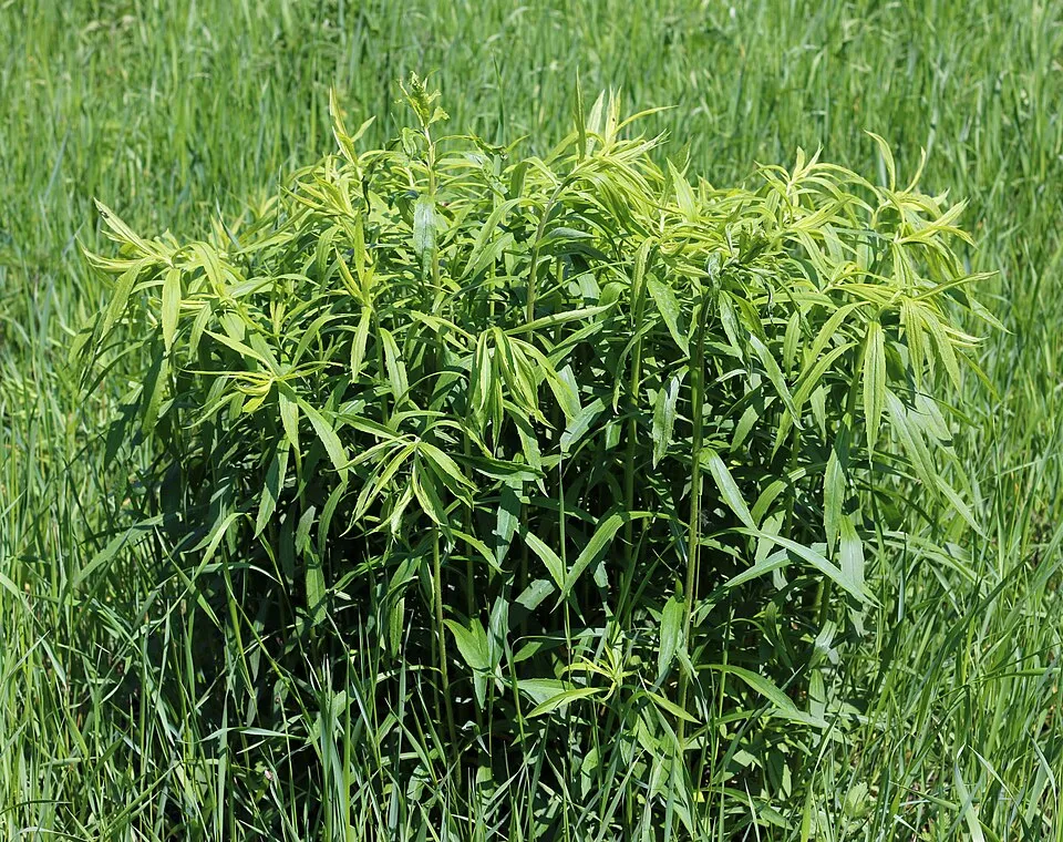Kanadai aranyvessző / Solidago canadensis 'Sweety'