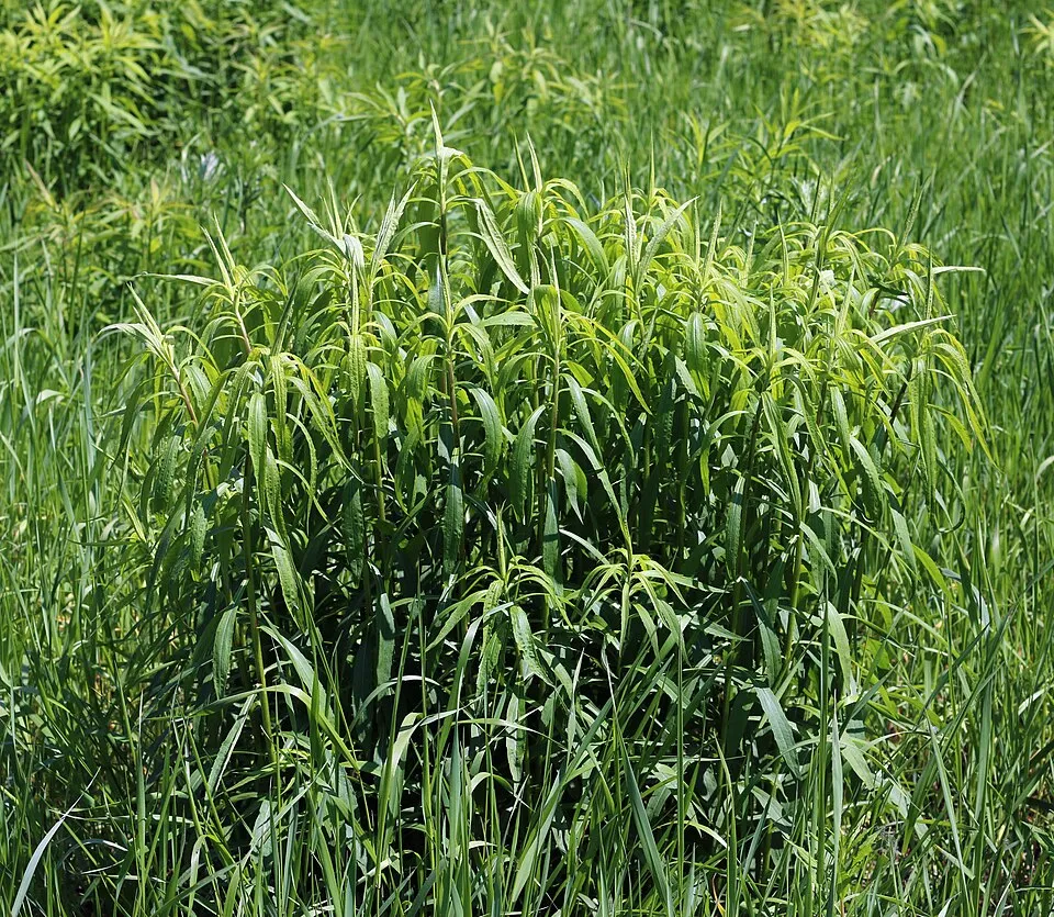 Kanadai aranyvessző / Solidago canadensis 'Sweety'