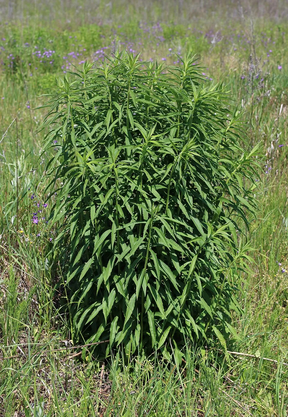 Kanadai aranyvessző / Solidago canadensis 'Sweety'