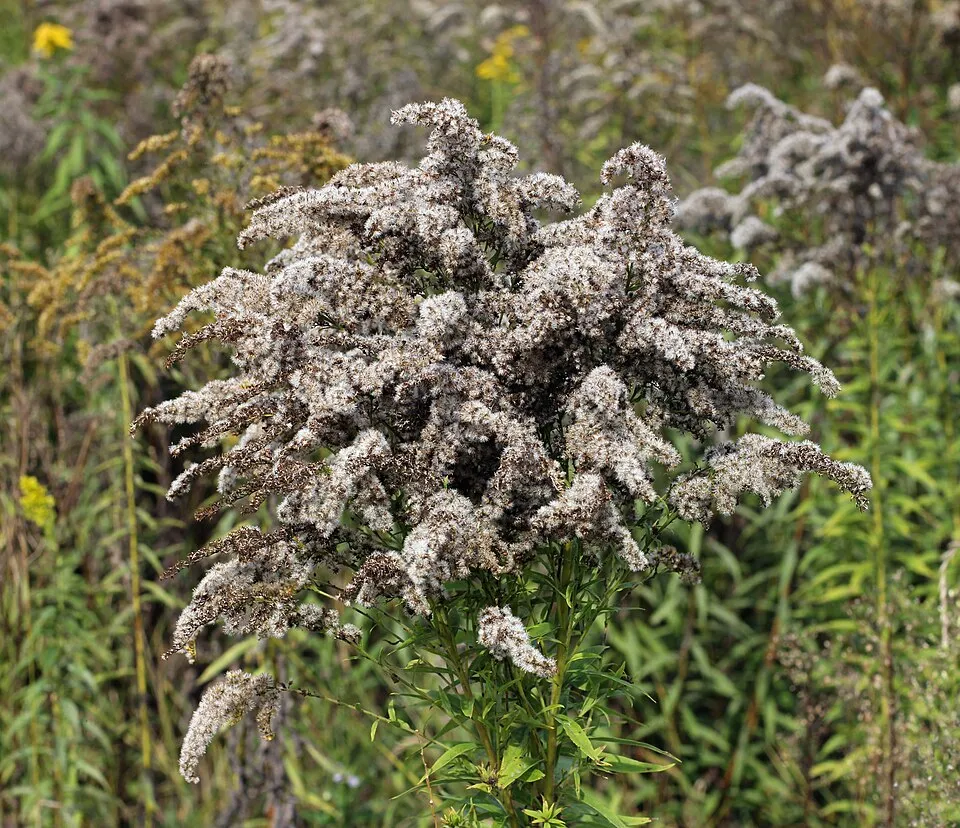 Kanadai aranyvessző / Solidago canadensis 'Sweety'