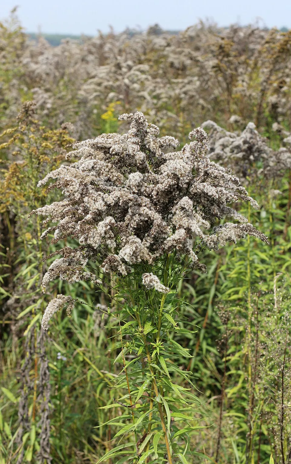Kanadai aranyvessző / Solidago canadensis 'Sweety'