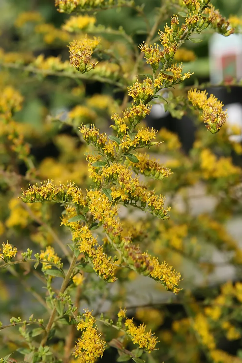 Aranyvessző / Solidago rugosa 'Fireworks'