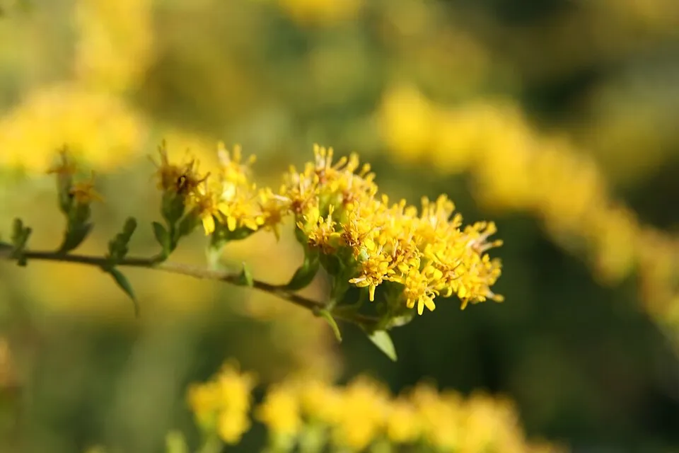 Aranyvessző / Solidago rugosa 'Fireworks'